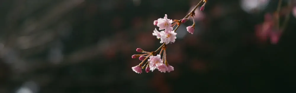 Hiking the Nakasendo